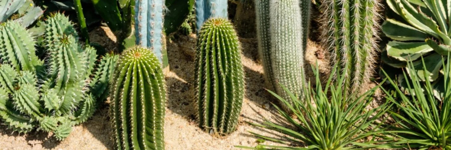Just A Cactus banner