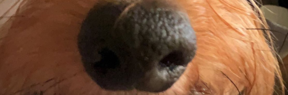 campingsbraindead banner