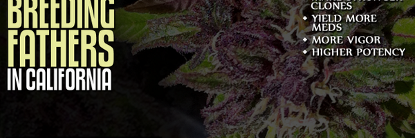 PurpleCaper Profile Banner