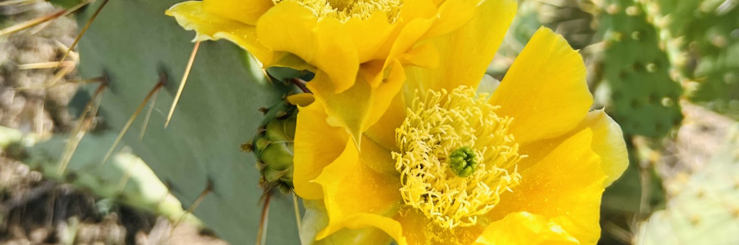 conchophoto's profile banner image