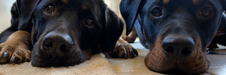 Danny Lammers banner