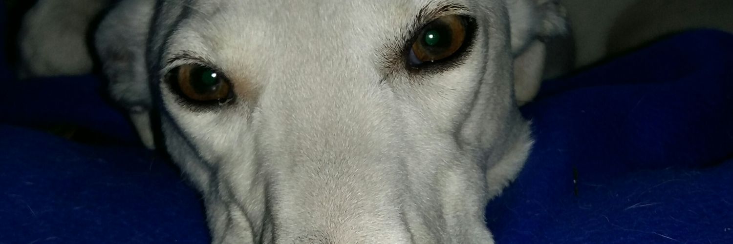 Debbyf13's profile banner image