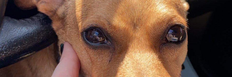 Lizzie20forever's profile banner image