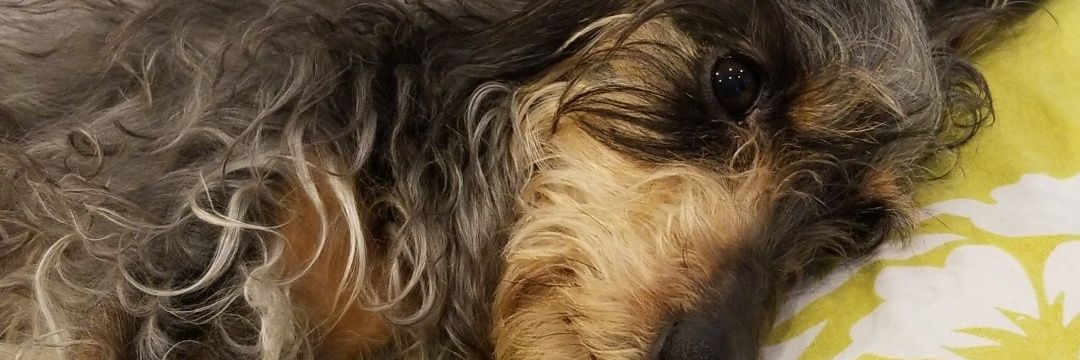 coolasuka's profile banner image