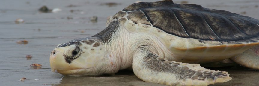 turtles_fly2's profile banner image