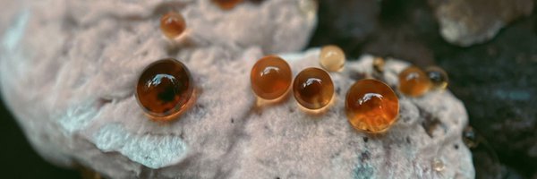 fungiviking Profile Banner