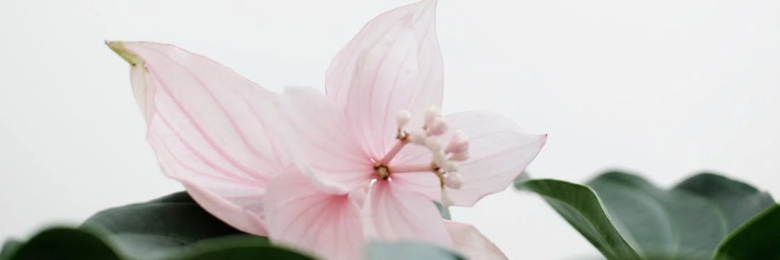 Stephensrr0448 banner