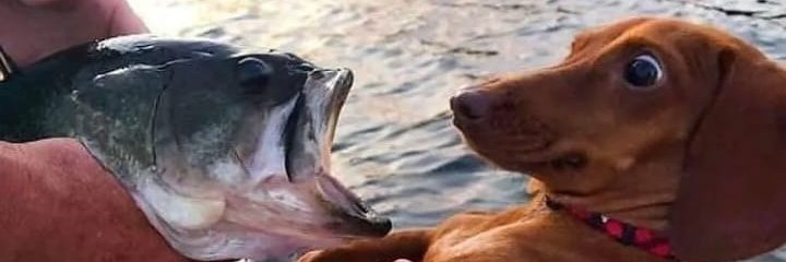 FishFisherton's profile banner image