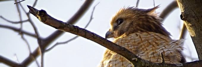 Daniella Marie banner