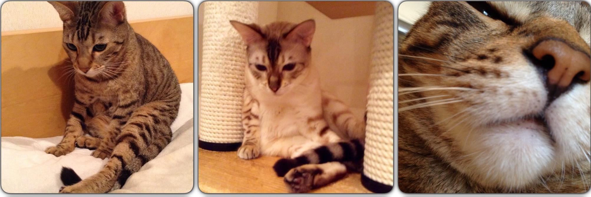 🐱 t e i h o - 🐱 banner