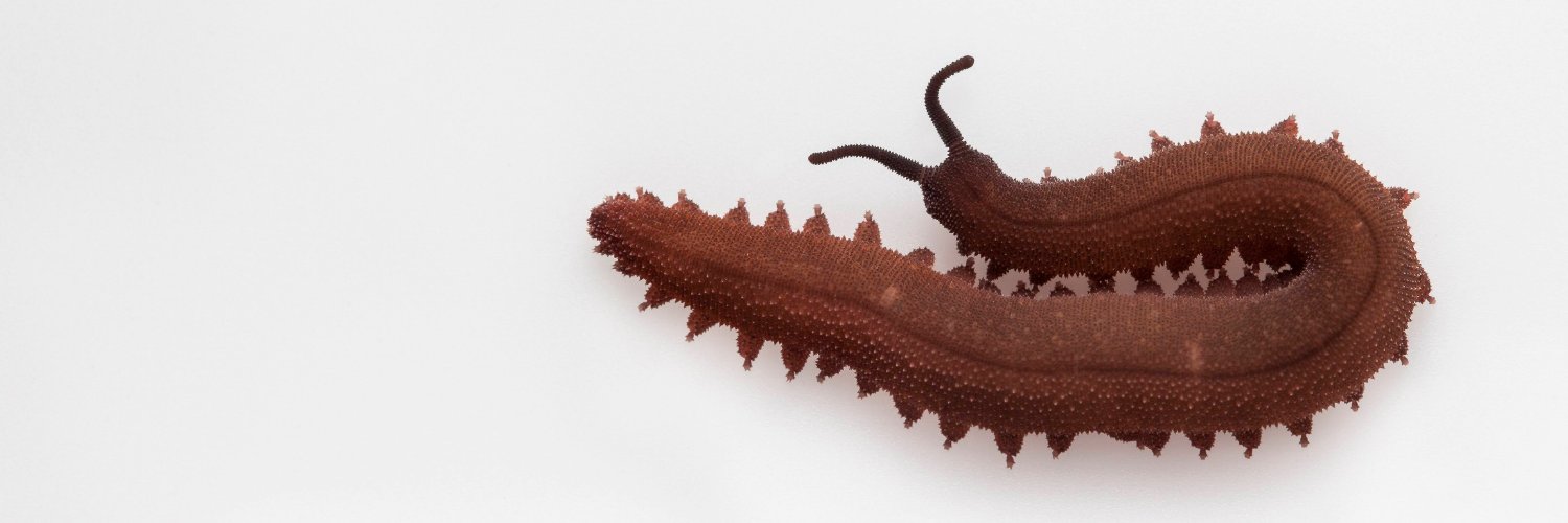 invertebrained's profile banner image