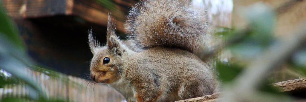 FreakSQuirreL 🐿️ (栗鼠) @freaksquirrel@mstdn.jp banner