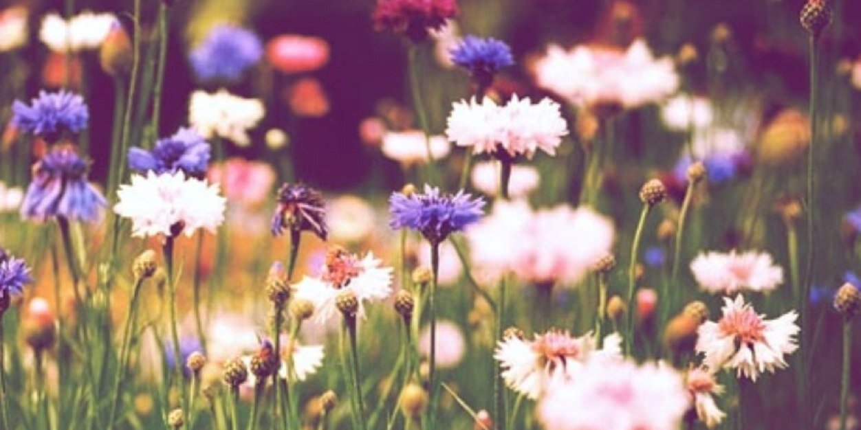 Chelsea_Mcm's profile banner image