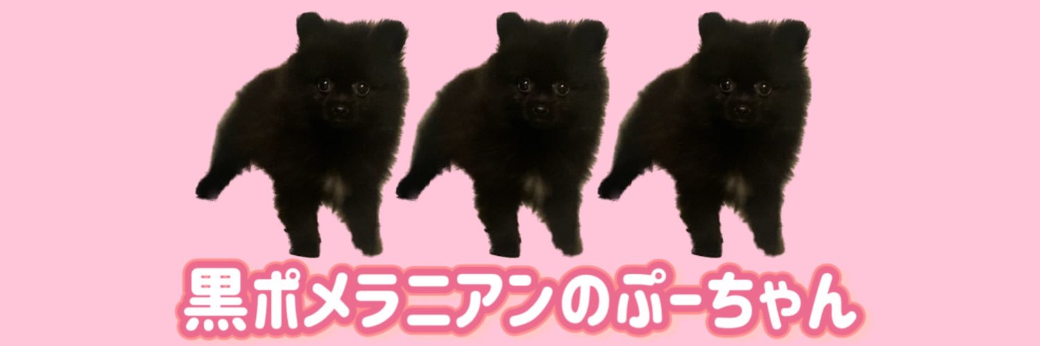 黒ポメラニアンのぷーちゃん banner