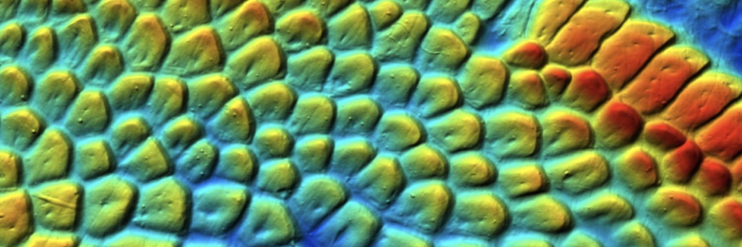 Dylan Wainwright banner