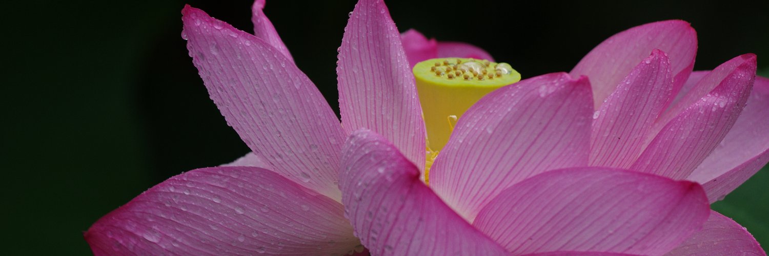lotuth's profile banner image