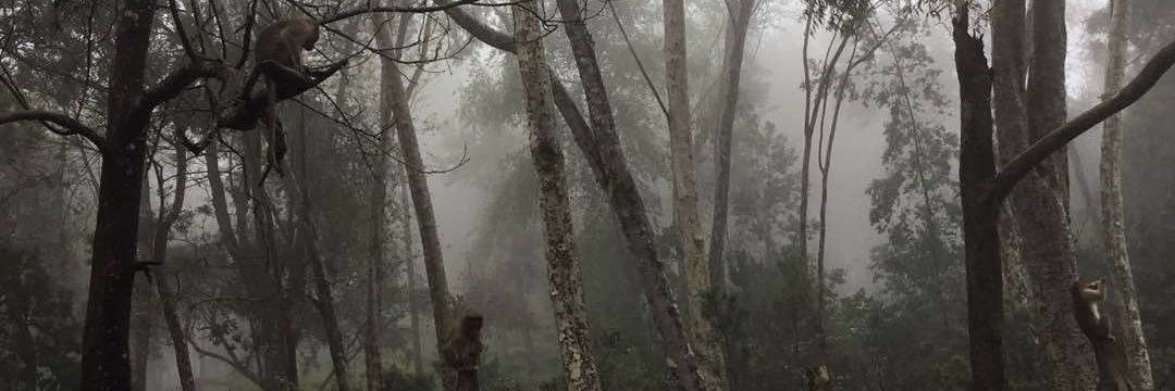 treecolive's profile banner image