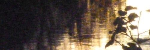 mike banner