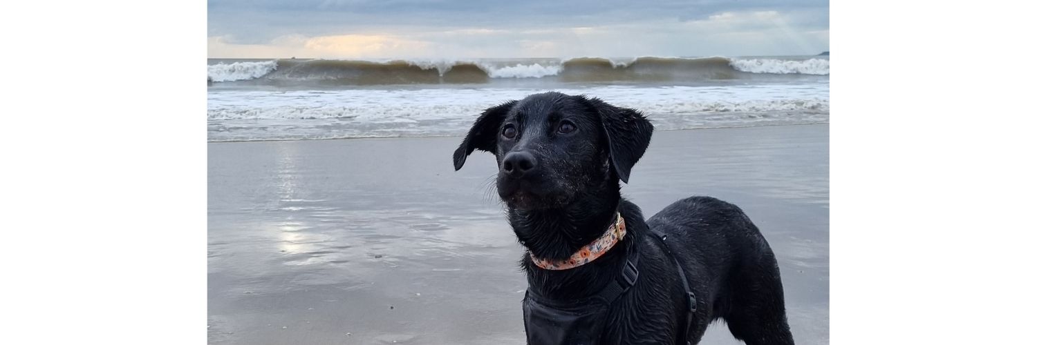 SeanGriffithss's profile banner image