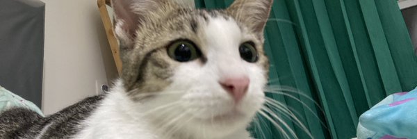 aishcato Profile Banner