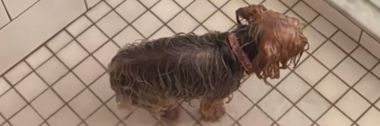 CombatProF3AR banner