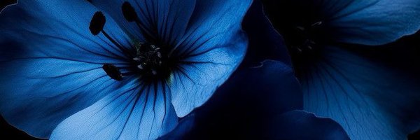 vnty14sha Profile Banner