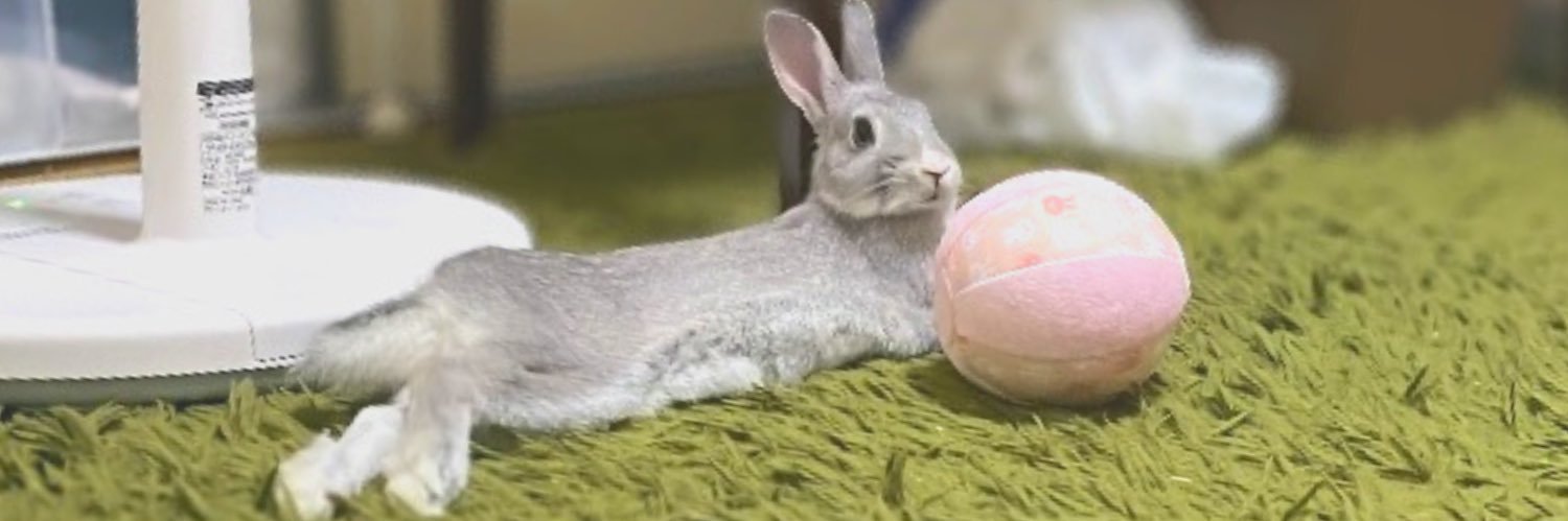 utan_utanrabbit's profile banner image