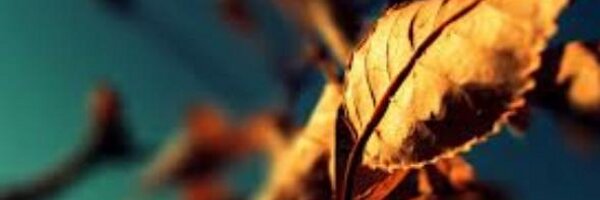 nitesh_ch Profile Banner