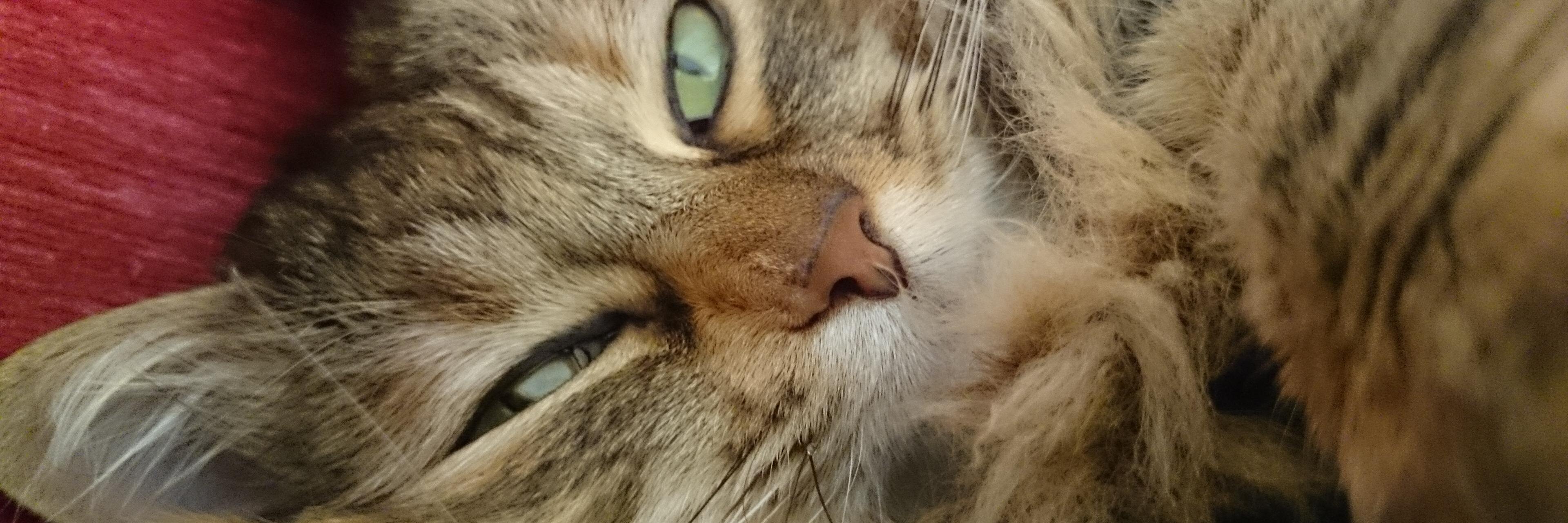 sazultz's profile banner image