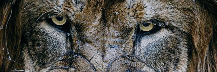 Jon Quinlan banner