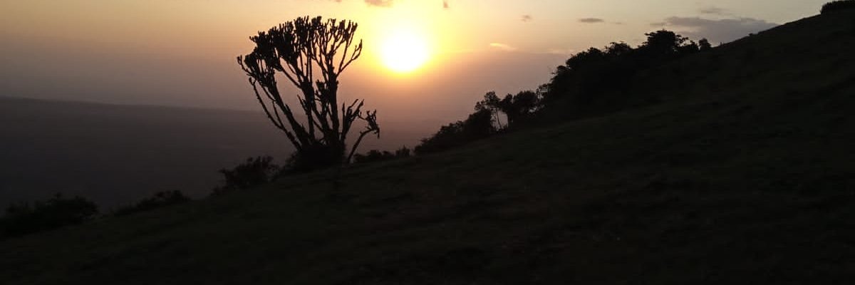 HoraceBuyu's profile banner image