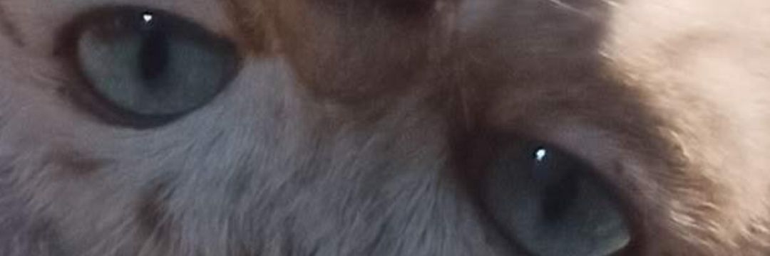 lifeof_cat's profile banner image