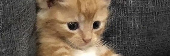 small_hpyness's profile banner image