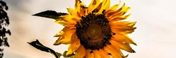 m_weirdeaux's profile banner image