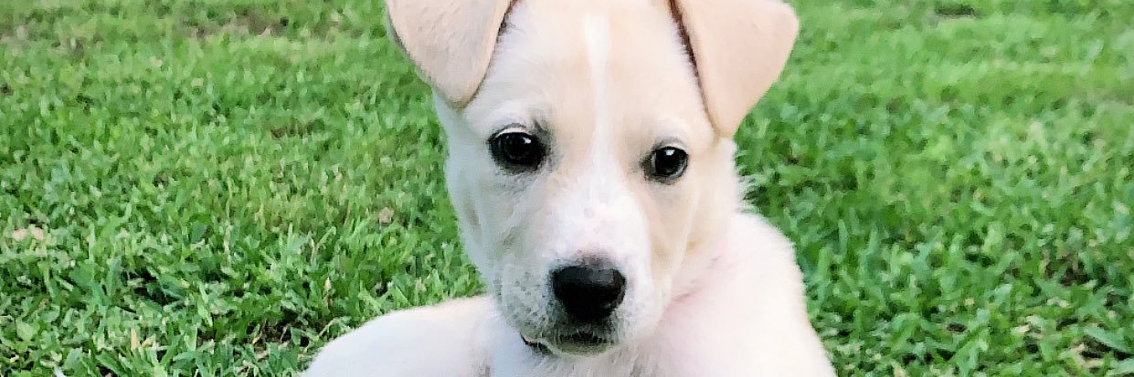 LindseyTheJet2's profile banner image