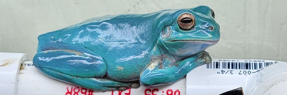 FeelinFroggieMO's profile banner image