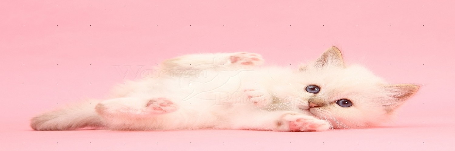 𝒄𝒉𝒊 ゜✧*̣̩☽⋆゜ banner
