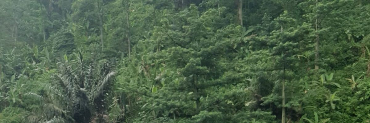 LerickMarcello's profile banner image