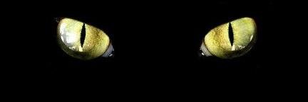 para_equip's profile banner image