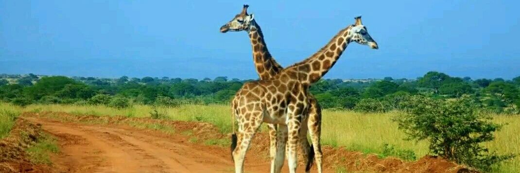 Reagan Malcolm Ssempijja banner