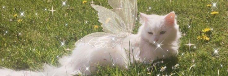 Lushcious✨🧚🏻‍♀️ banner