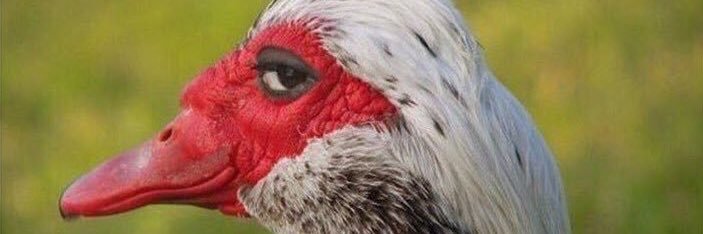 HeckChase's profile banner image