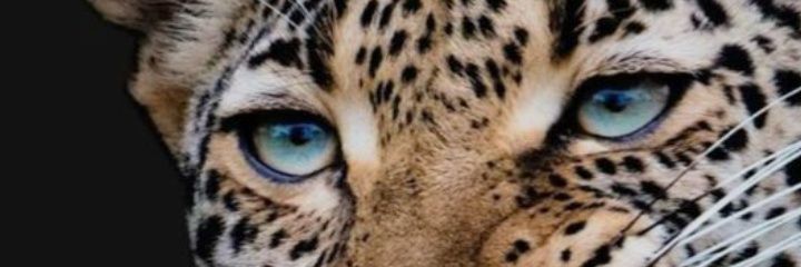 Ayseglzm2's profile banner image