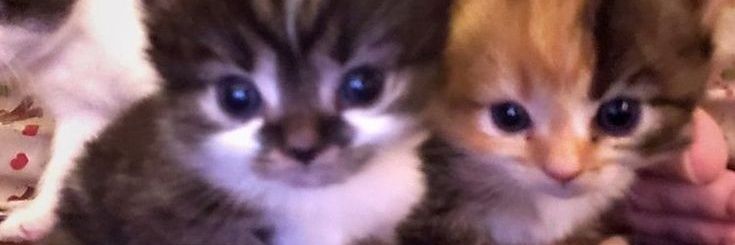vih ama gatos ^-^ banner