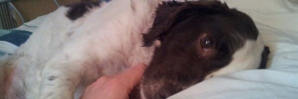 lestalad87 Profile Banner