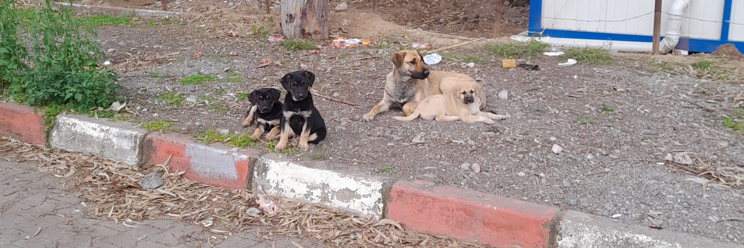 Mslm¹⁹⁰⁷ banner