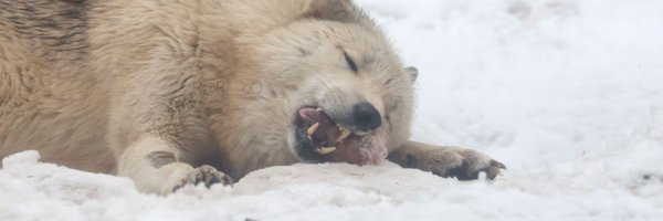 coliandvanadium Profile Banner