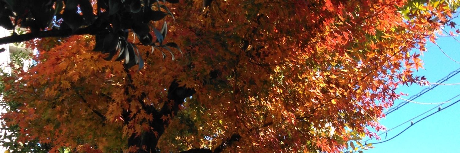 junko3n's profile banner image