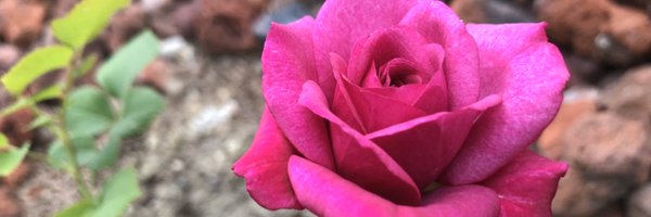 MaryCRaygoza Profile Banner