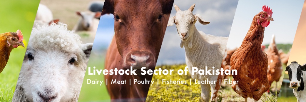 PakDairySector's profile banner image